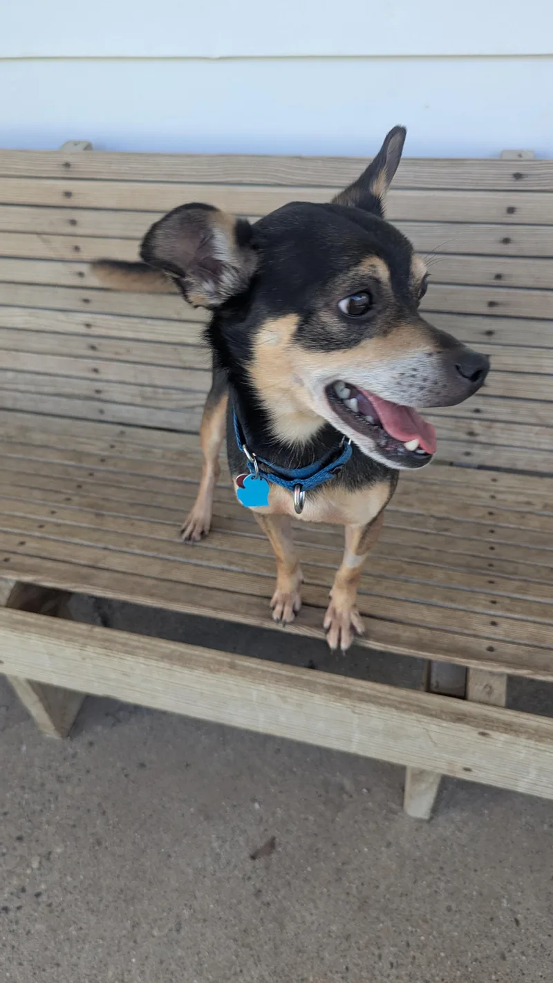 An adult small-sized male Black Mixed Breed dog named Pickle for adoption in Fenton, MI