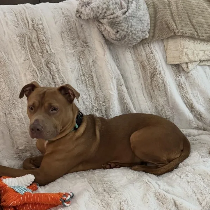 An adult medium-sized male Golden Pit Bull Terrier dog named Vamos and Ken for adoption in CUMMING, GA