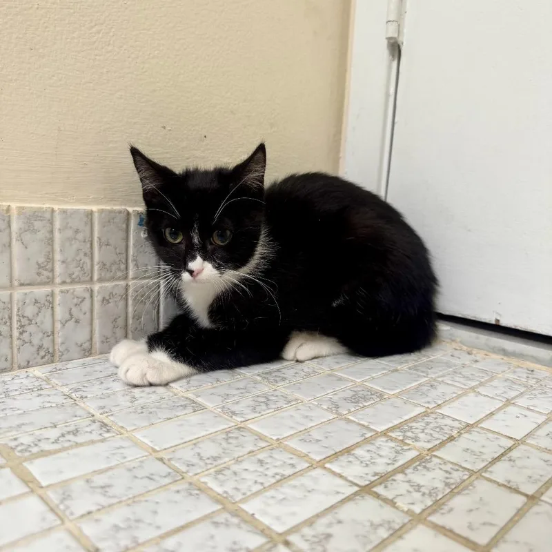 A baby small-sized female Black Domestic Short Hair cat named Duchess for adoption in Miami, FL