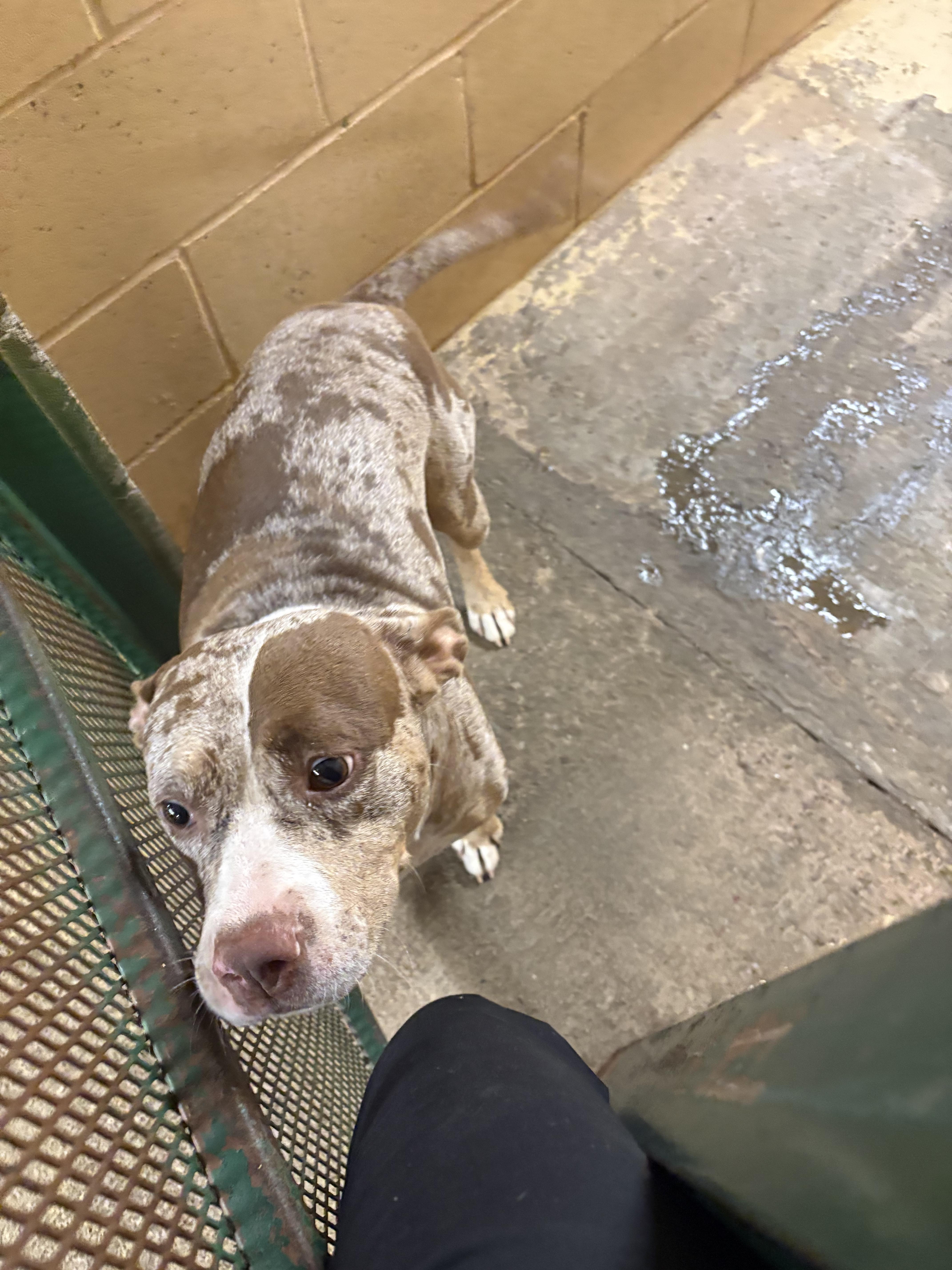 An adult medium-sized female Pit Bull Terrier dog named Maggie for adoption in Monticello, GA