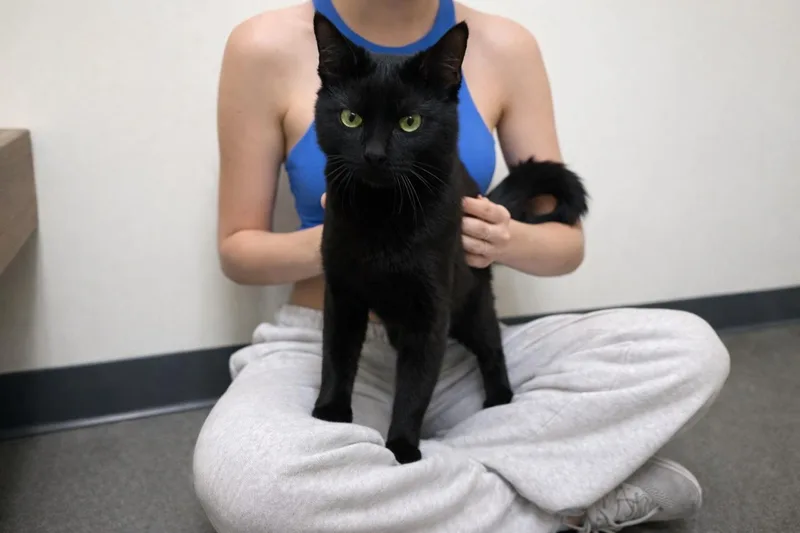 A young medium-sized male Black Domestic Short Hair cat named Abel for adoption in Los Angeles, CA