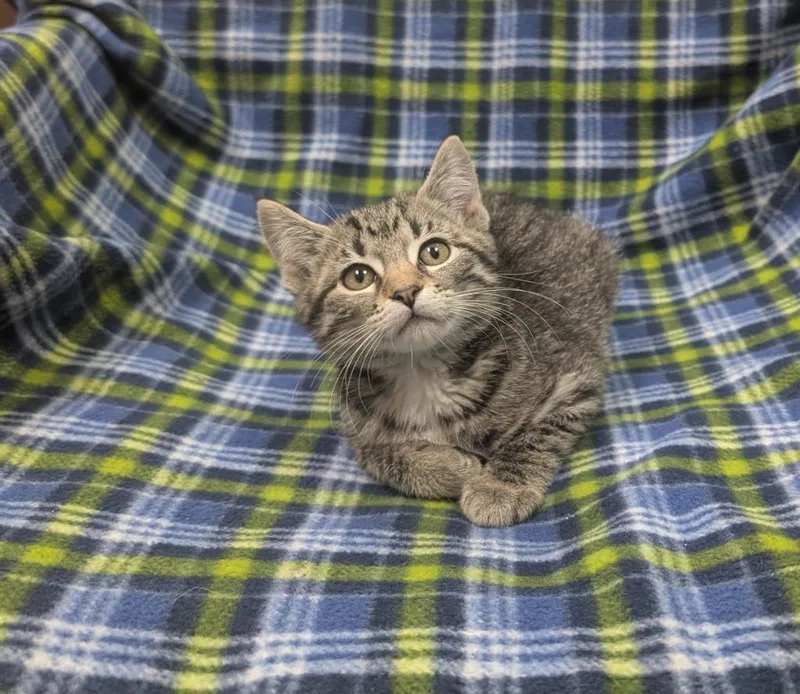 A baby small-sized female Domestic Short Hair cat named Parsley for adoption in Little Rock, AR