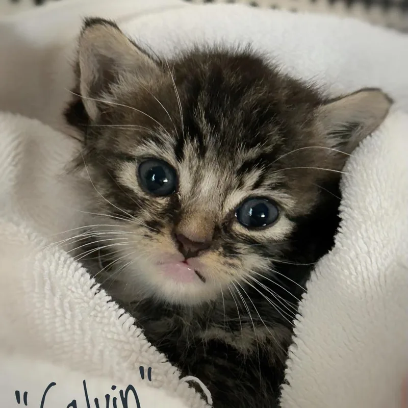 A baby small-sized male Brown / Chocolate Domestic Medium Hair cat named Calvin for adoption in Westminster, CA