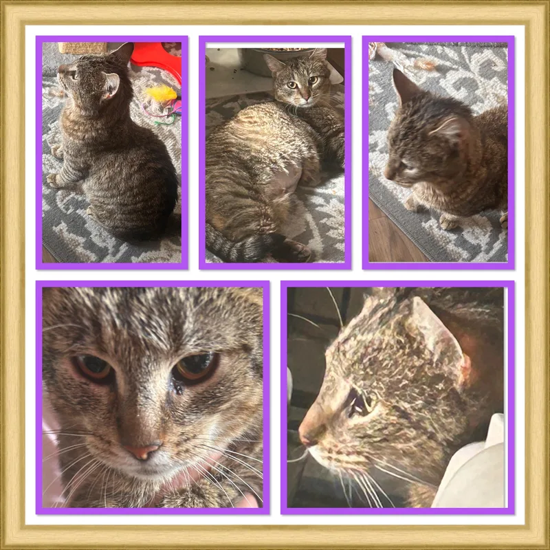 An adult medium-sized female Tabby cat named Billy Jo for adoption in Midlothian, VA