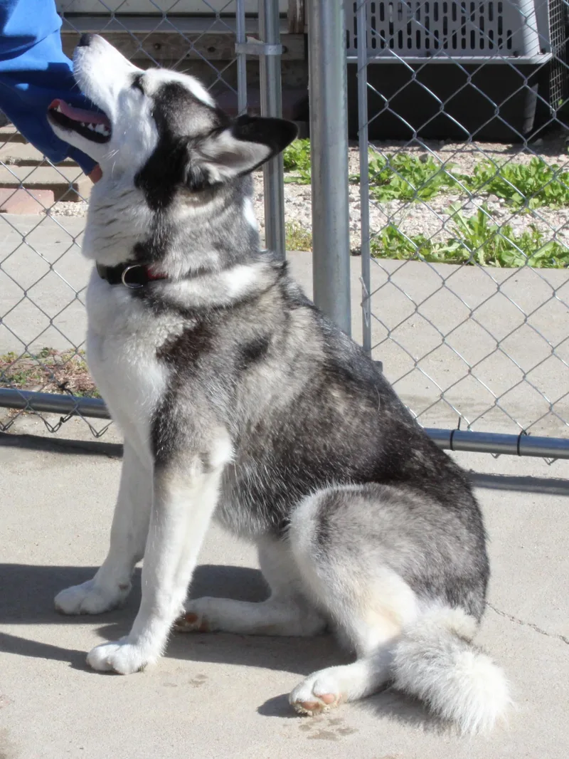 An adult medium-sized female Black Siberian Husky dog named Bogie for adoption in Huron, SD