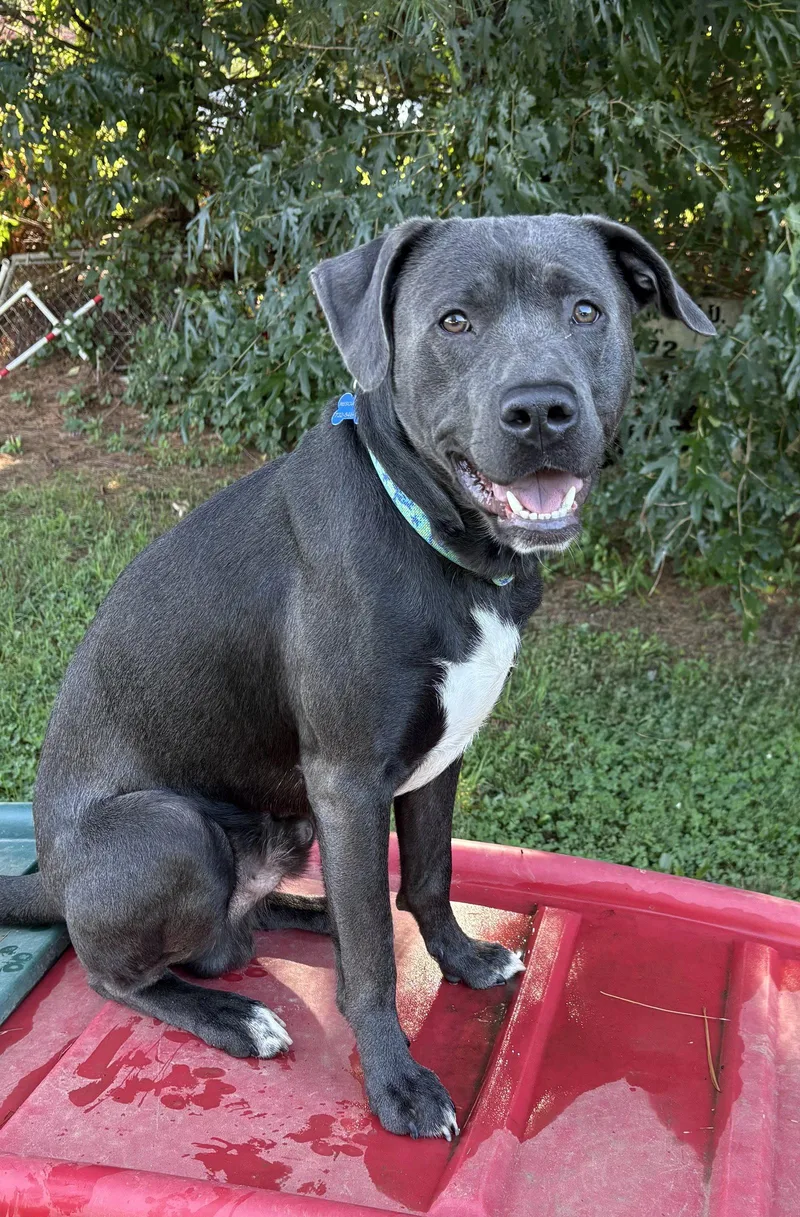 A young medium-sized male Mixed Breed dog named Cliff for adoption in Spring Lake, NJ
