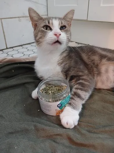 A baby medium-sized female Tabby (Gray / Blue / Silver) Domestic Short Hair cat named Tsuki for adoption in Liverpool, TX