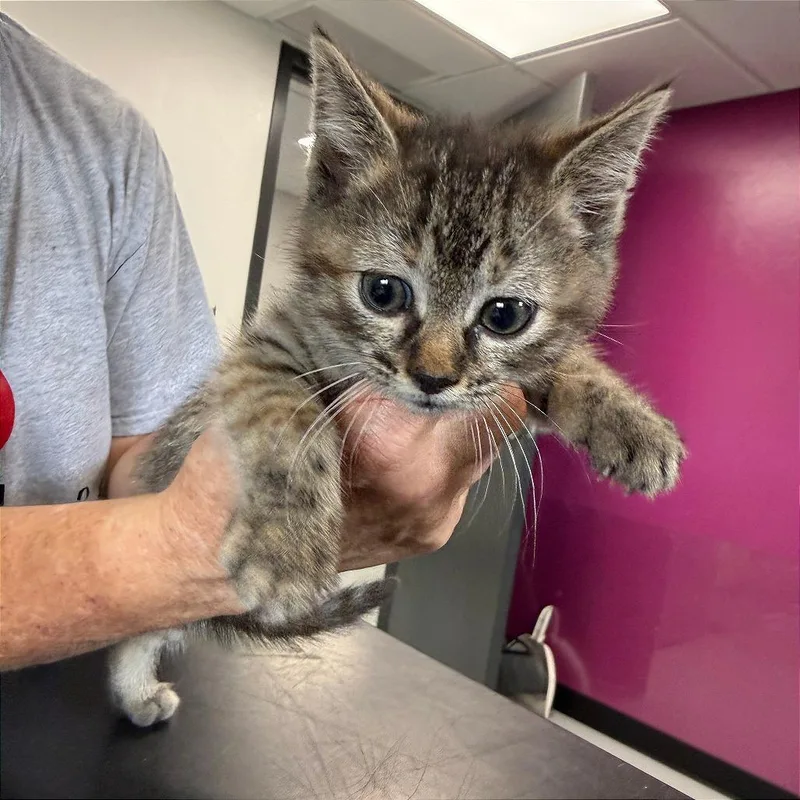 A baby small-sized female Brown / Chocolate Domestic Short Hair cat named Gracie for adoption in Ponca City, OK