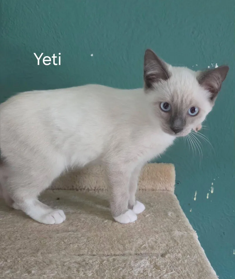 A baby medium-sized male Siamese cat named Yeti for adoption in Oviedo, FL