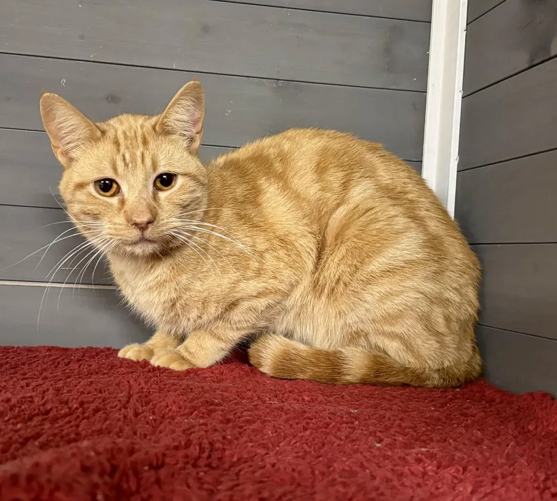 Kevin Bacon thumbnail 3