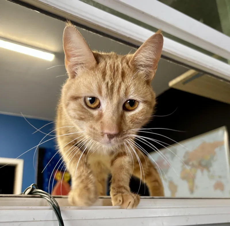 Kevin Bacon thumbnail 4