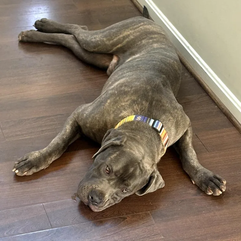 A young small-sized male Gray / Blue / Silver Mastiff dog named Blake for adoption in manchester, PA
