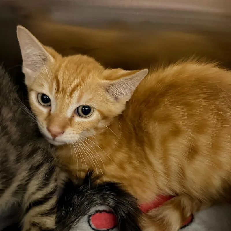 A baby small-sized male Orange / Red Domestic Short Hair cat named Best Buy for adoption in Morganton, NC