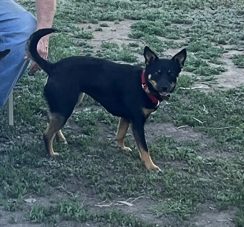 A young medium-sized female Tricolor (Brown, Black, & White) Australian Kelpie dog named Honey for adoption in Broadus, MT