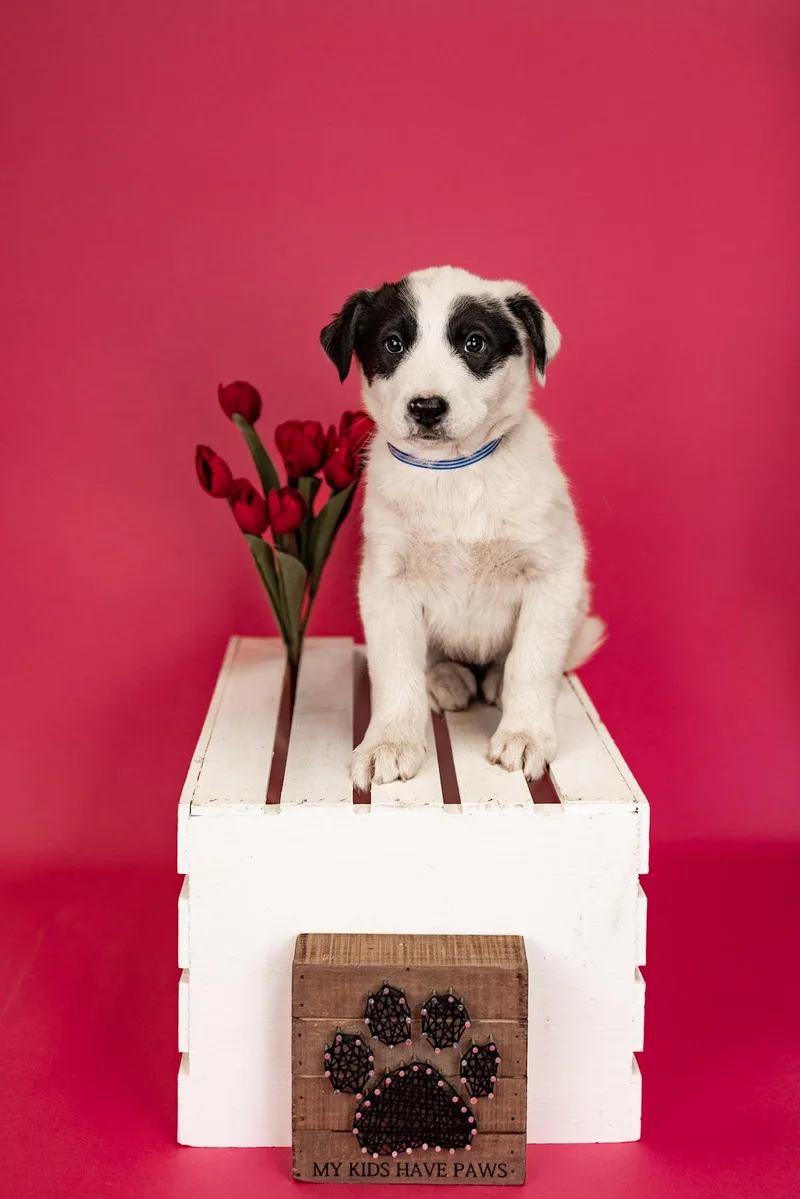 A baby medium-sized female Pit Bull Terrier dog named 273-26 for adoption in Brighton, CO