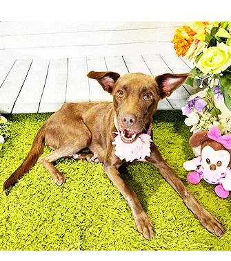 Christmas thumbnail 2