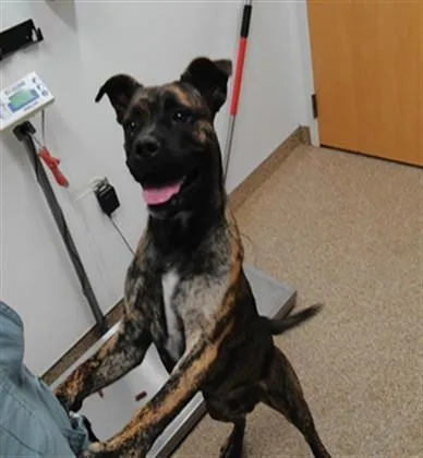 An adult medium-sized male Pit Bull Terrier dog named Slim Jim for adoption in Albuquerque, NM