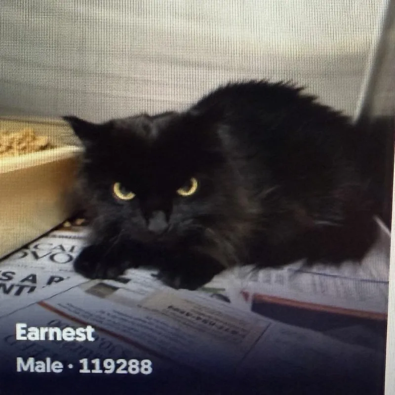 Earnest