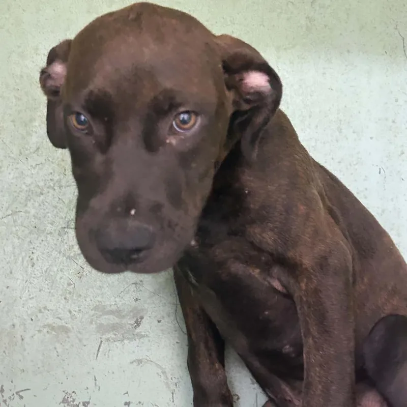 A baby small-sized male Black Mixed Breed dog named River for adoption in Tyler, TX
