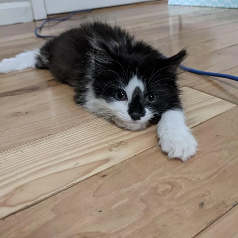 Rainbow  Blacky thumbnail 2