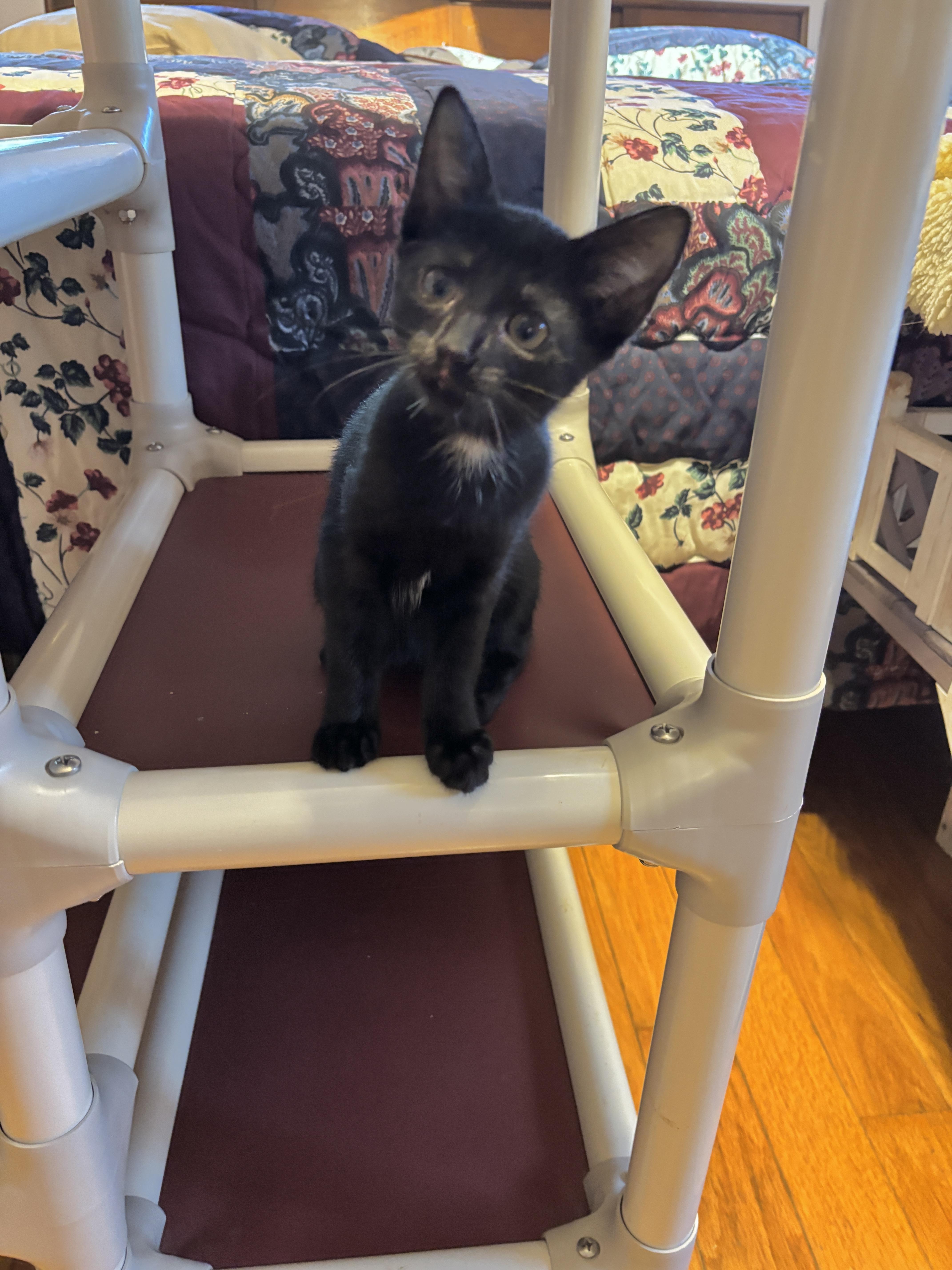 A baby medium-sized male Domestic Short Hair cat named Ryder & Skye for adoption in Vineyard Haven, MA