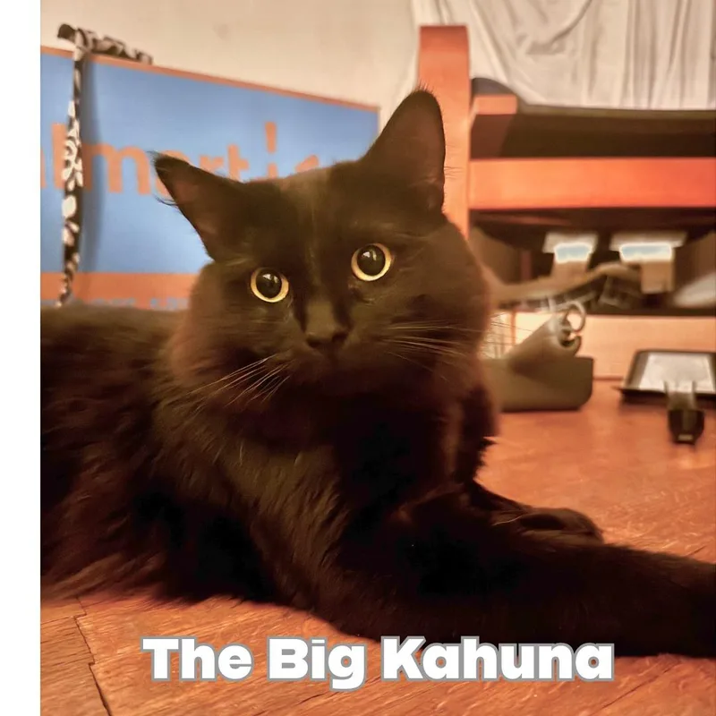 A young large-sized male Black Domestic Medium Hair cat named The Big Kahuna for adoption in Victorville, CA