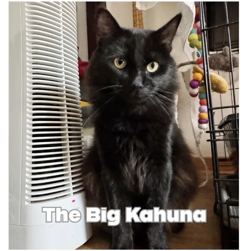 The Big Kahuna thumbnail 4