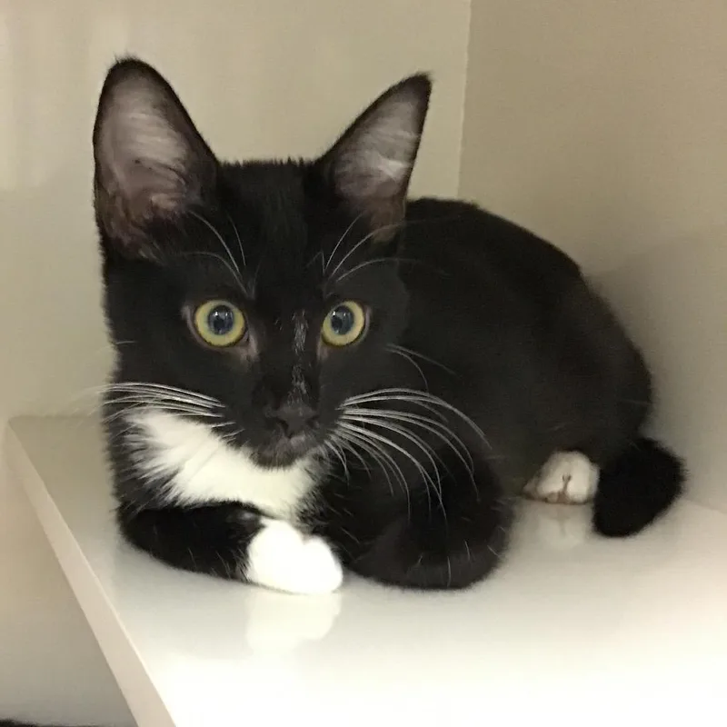 A baby small-sized female Black Domestic Short Hair cat named Elvira for adoption in Redwood City, CA