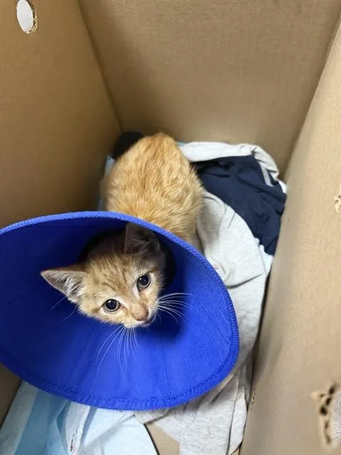 A baby small-sized male Domestic Short Hair cat named A for adoption in Stockton, CA