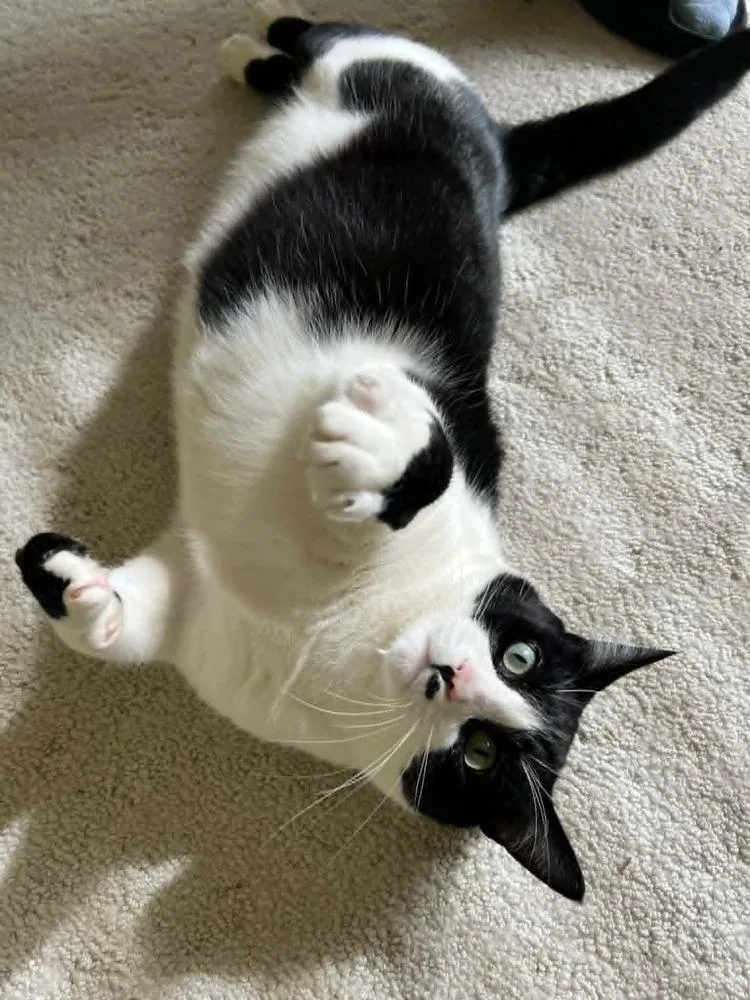 An adult large-sized male Black & White / Tuxedo Domestic Short Hair cat named Debrincat for adoption in Muskegon, MI