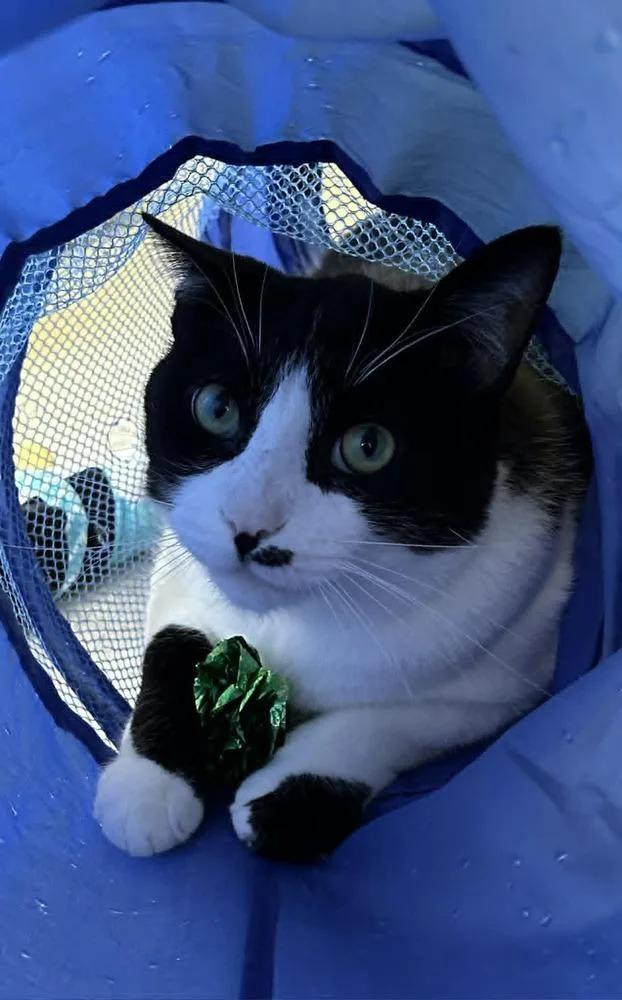 Debrincat thumbnail 2