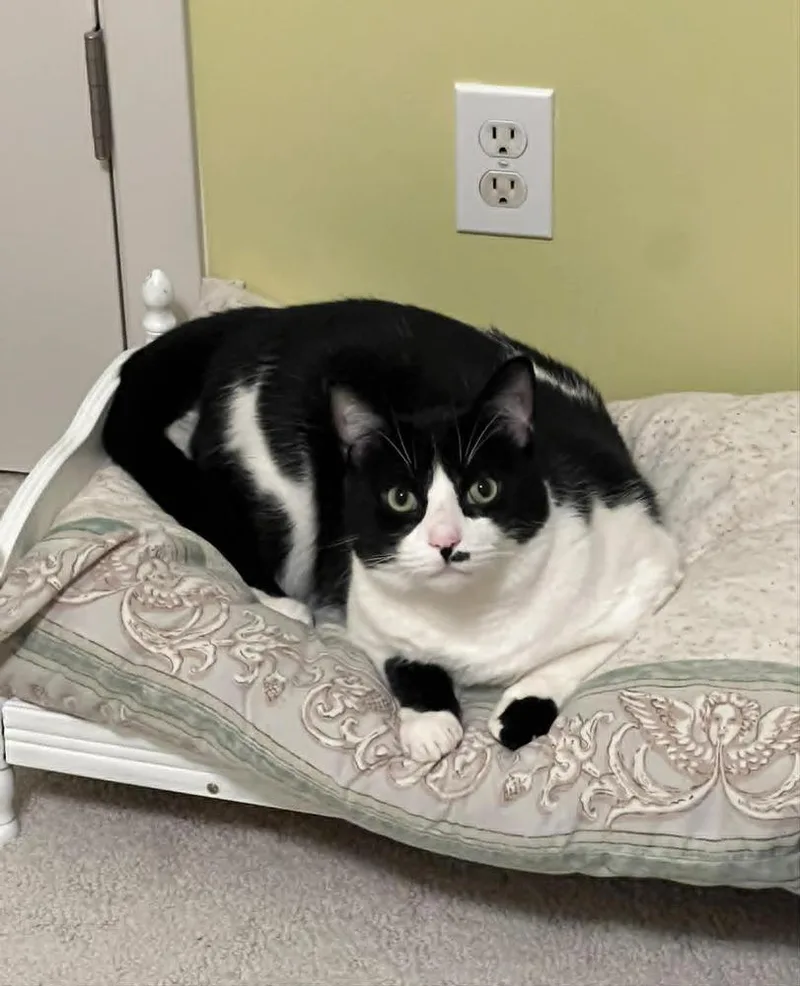 Debrincat thumbnail 3