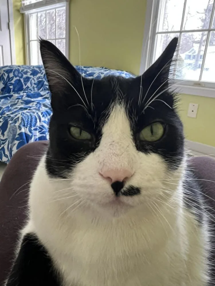 Debrincat thumbnail 4