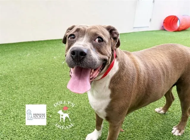 An adult medium-sized female Pit Bull Terrier dog named Harley for adoption in Fort Lauderdale, FL
