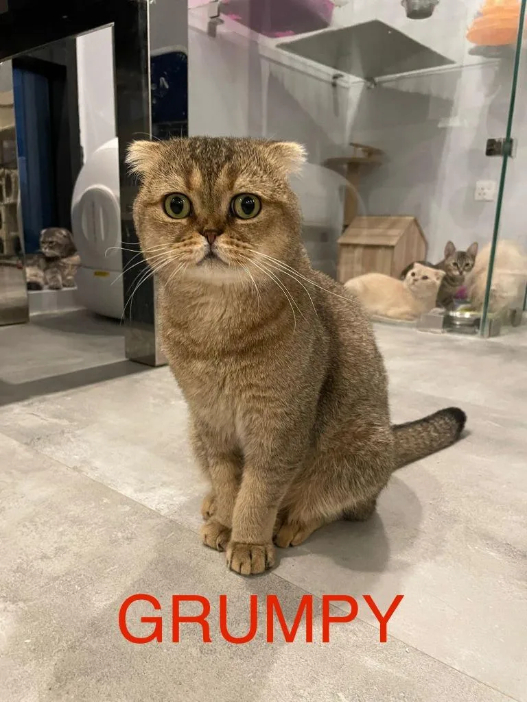 A young large-sized male Scottish Fold cat named Grumpy for adoption in San Jacinto, CA