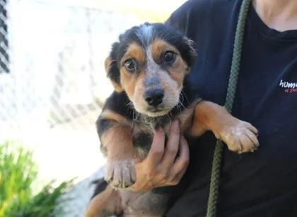An adult medium-sized female Terrier dog named May for adoption in Brunswick, GA