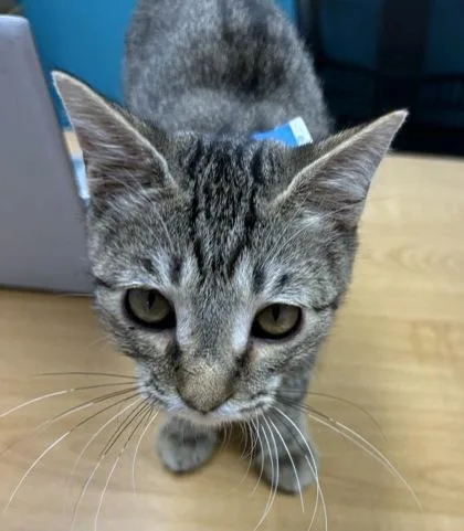 A young medium-sized male Tabby (Brown / Chocolate) Domestic Short Hair cat named Crescent for adoption in Plano, TX