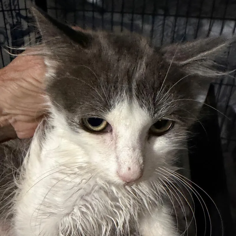 A baby small-sized male White Domestic Short Hair cat named Princeton for adoption in Waldorf, MD