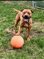 An adult large-sized male Yellow / Tan / Blond / Fawn Pit Bull Terrier dog named Lennox for adoption in Moline, IL