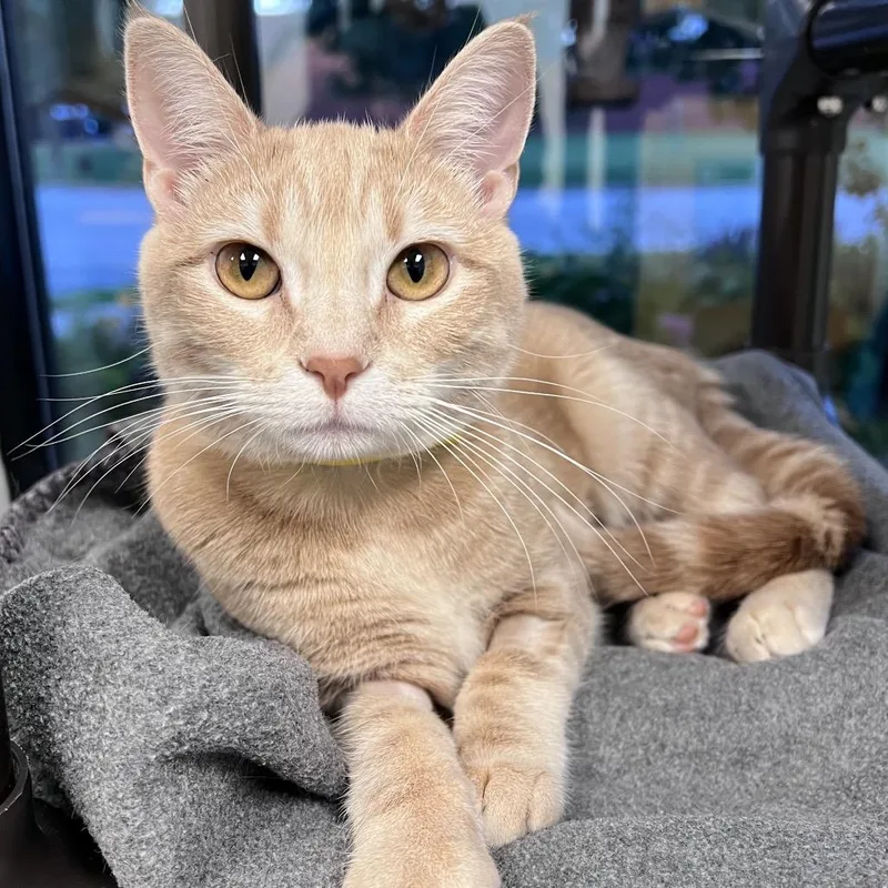 A young small-sized female Orange / Red Domestic Short Hair cat named Prissy for adoption in Arlington Heights, IL