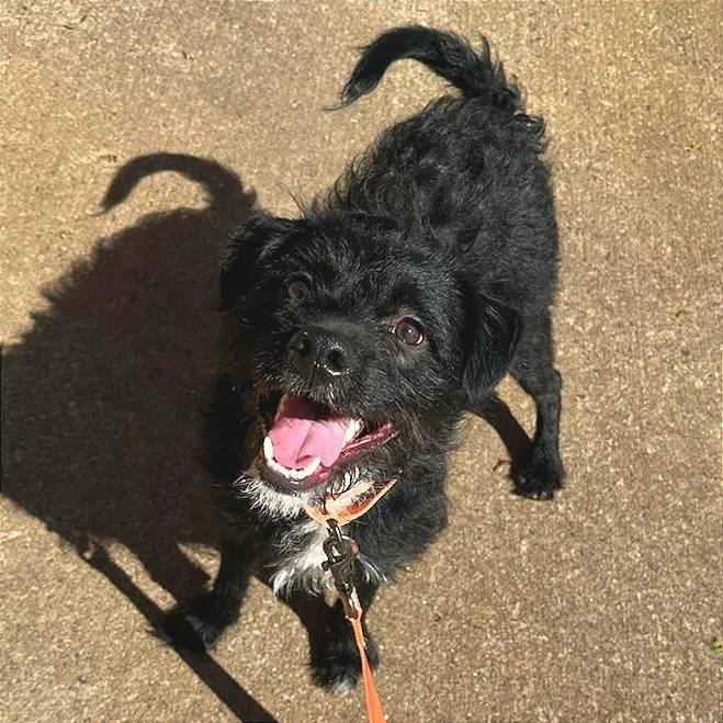 A young medium-sized male Black Poodle dog named Asher for adoption in Springfield, MA