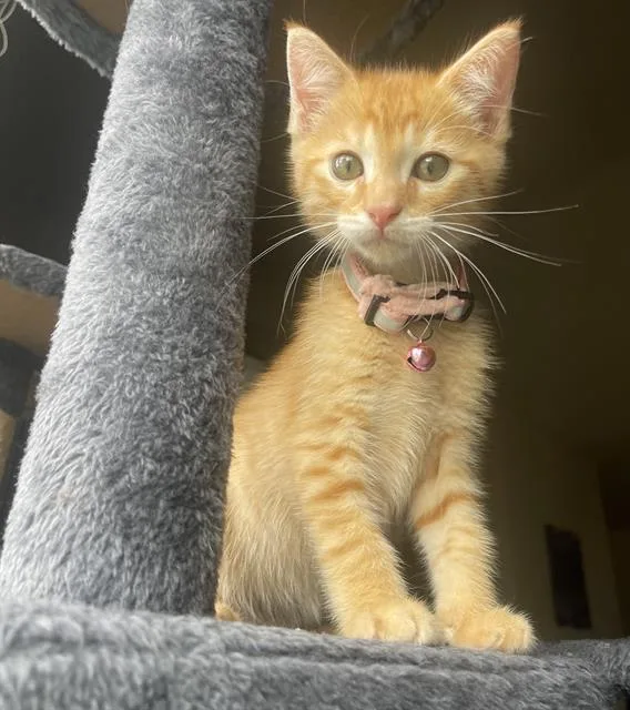 A baby small-sized male Domestic Short Hair cat named Doflamingo for adoption in Sacramento, CA