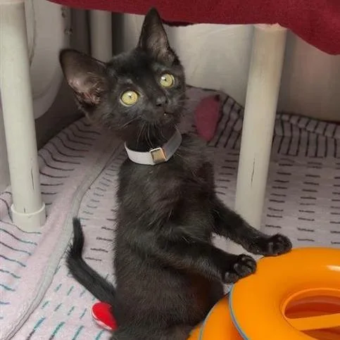 A baby small-sized female Black Domestic Short Hair cat named Pancetta for adoption in Long Beach, CA