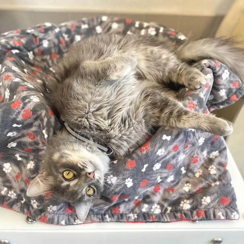 A young small-sized female Domestic Long Hair cat named Willow for adoption in Truckee, CA