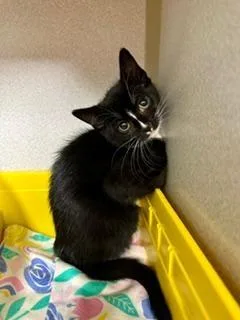 A baby small-sized female Black & White / Tuxedo Domestic Short Hair cat named Lavinia for adoption in Winter Haven, FL