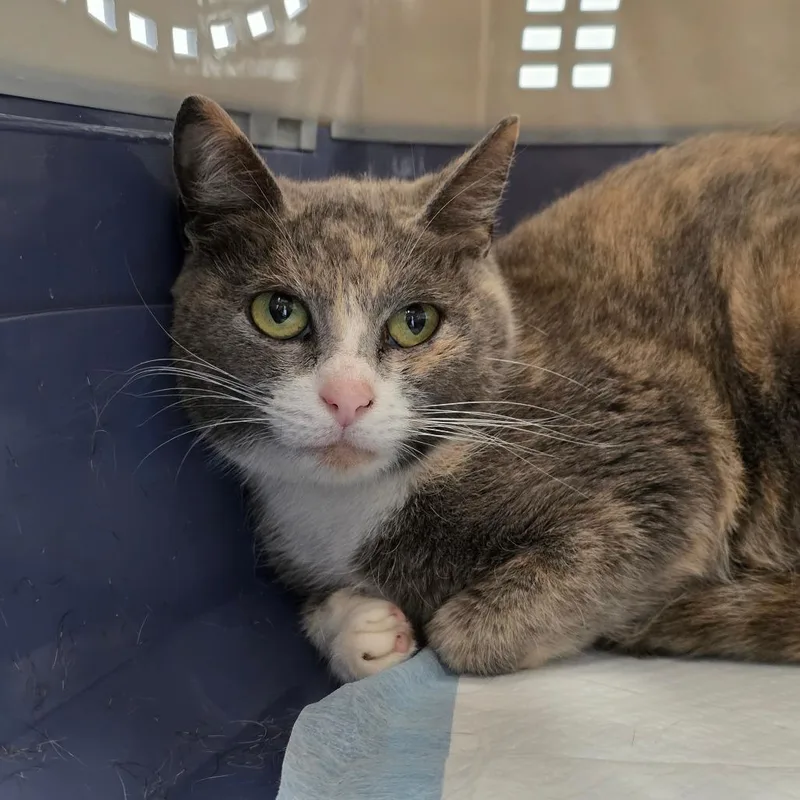 A young small-sized female Gray / Blue / Silver Domestic Short Hair cat named Mellow for adoption in Greenville, NC