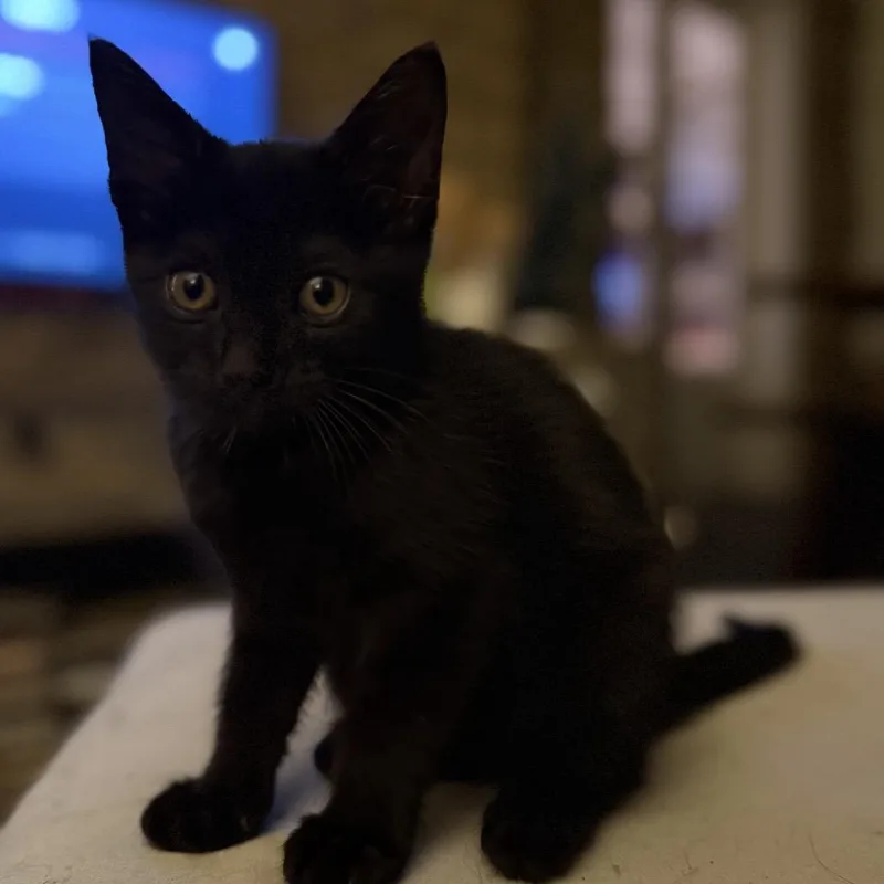 A baby small-sized female Black Domestic Short Hair cat named Spyder for adoption in Granville, OH