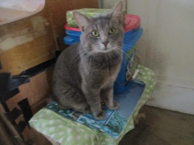 An adult large-sized male Domestic Short Hair cat named Alonzo for adoption in Detroit, MI