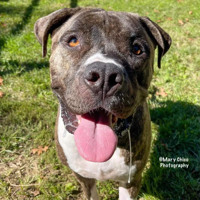An adult large-sized male American Bulldog dog named Maxwell for adoption in Herndon, VA