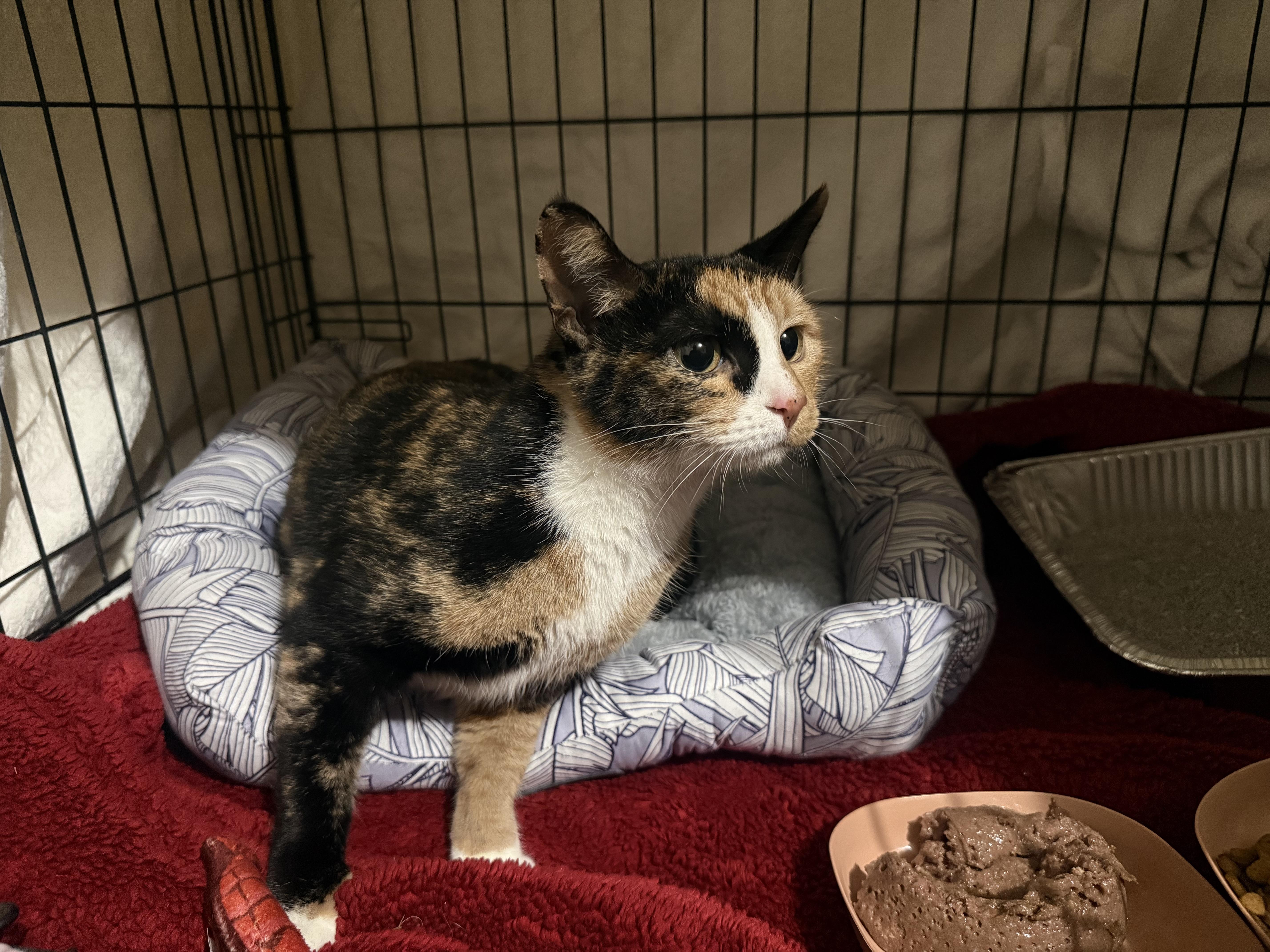 A young medium-sized female Calico Domestic Short Hair cat named Summer for adoption in Medinah, IL